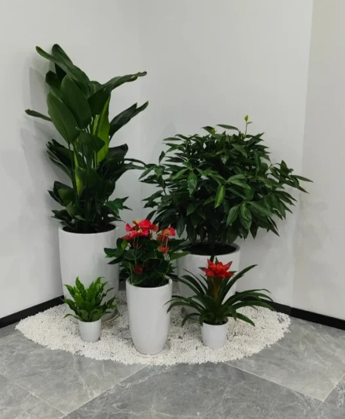 鄞州花卉租摆网站怎么升级？最新操作流程